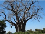 Healthy Baobab Tree - Malawi